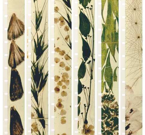 Brakhage7