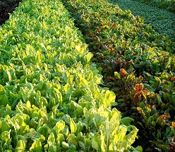 KenterCanyonLettuceBeds