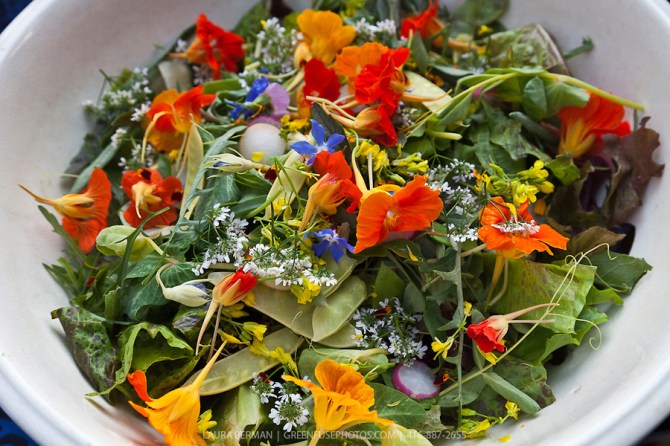 Mesclun and edible flowers salad