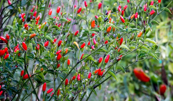 Photo by Robert Bloomberg