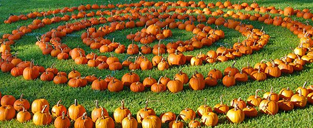 pumpkin circle