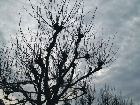 Intimations Still_preview