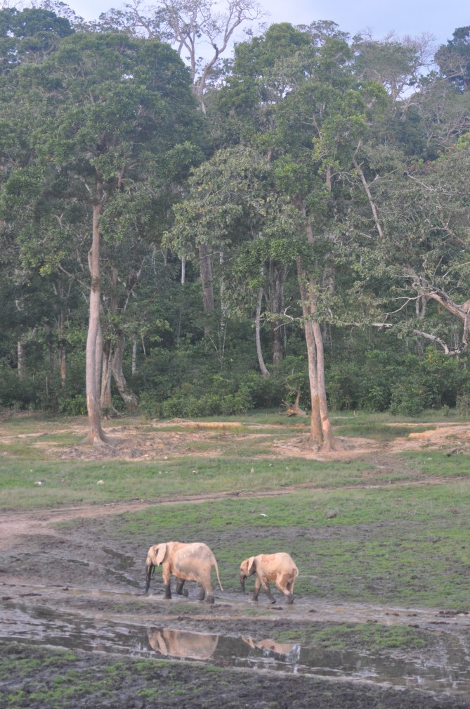 Dzanga Bai - forest clearing in Dzanga-Ndoki Natnl Park