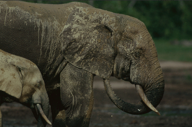 Screen Shot 2018-06-09 at 2.31.03 AM