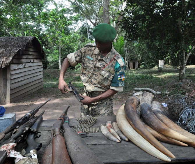 Zephirine Mbele with confiscated weapons and ivory