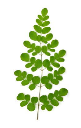 Moringa oleifera leaves isolated on white background