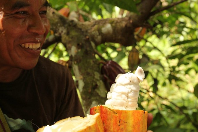 12 cocoa pod open.jpg