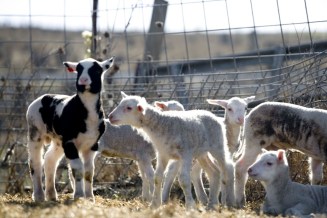 3 Baby_Lamb_300dpi_1.2-1024x683.jpg