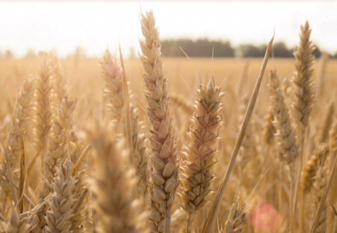 Screen Shot 2020-03-03 at 5.00.18 PM.png