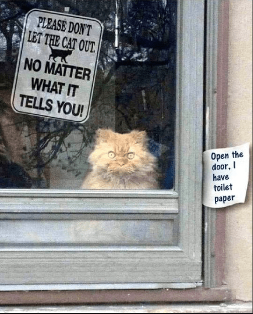 cat toilet paper.png