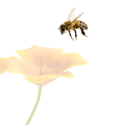 Screen Shot 2020-04-16 at 12.15.24 AM.png